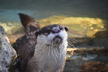 高知　動物県　四国　高知県立のいち動物公園　カワウソ © 頼朝