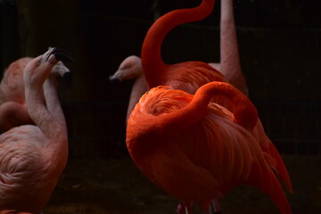 高知　動物県　四国　高知県立のいち動物公園　フラミンゴ © 頼朝