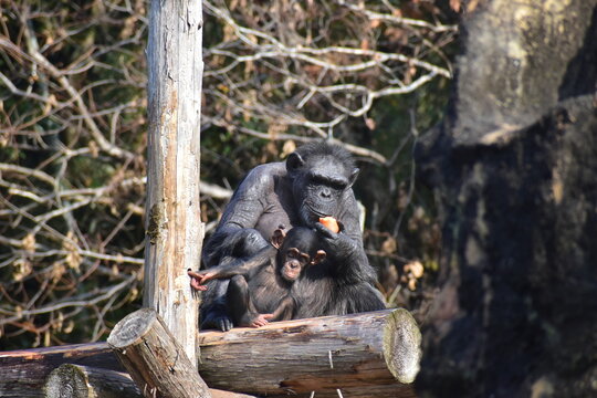 高知　動物県　四国　高知県立のいち動物公園　サル　猿