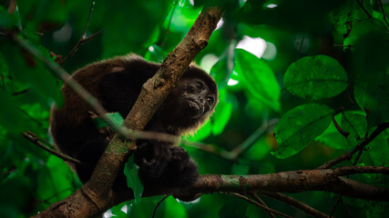 Obraz premium Mantled howler (Alouatta palliata) monkey sits on a tree in the Cahuita National Park in Costa Rica
