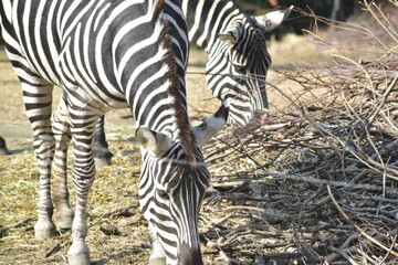 高知　動物県　四国　高知県立のいち動物公園　シマウマ　ゼブラ © 頼朝