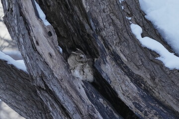 洞の中にいるオオコノハズク