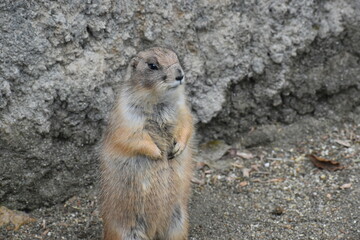 高知　動物県　四国　高知県立のいち動物公園　モルモット © 頼朝