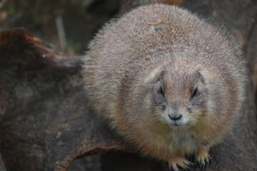 高知　動物県　四国　高知県立のいち動物公園　モルモット © 頼朝