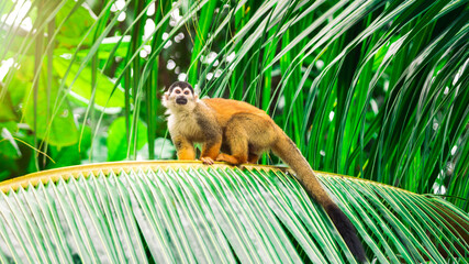 Central American squirrel monkey (Saimiri oerstedii) sits on a palm in Costa Rica © Foto-Jagla.de