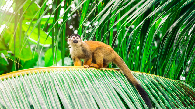 Central American squirrel monkey (Saimiri oerstedii) sits on a palm in Costa Rica