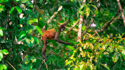 Obraz premium Geoffroy's spider monkey (Ateles geoffroyi) in the Corcovado National Park in Costa Rica