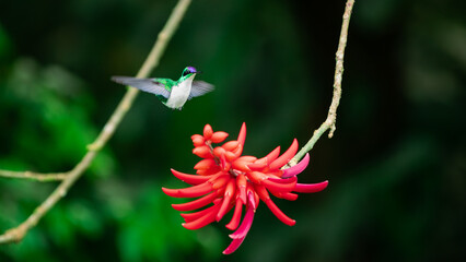 Fototapeta premium Flying humming-bird on a coral tree in Costa Rica
