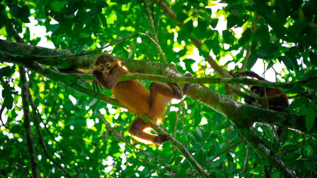 Geoffroy's spider monkey (Ateles geoffroyi) in the Corcovado National Park in Costa Rica