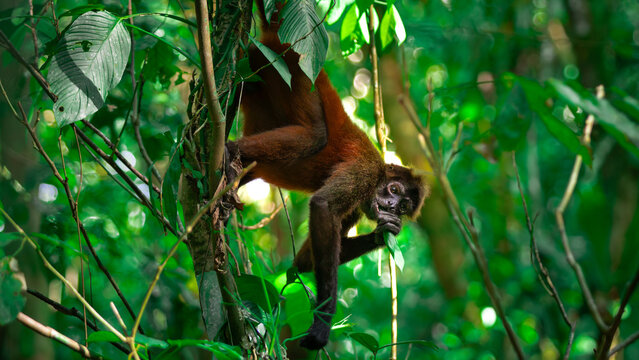 Geoffroy's spider monkey (Ateles geoffroyi) in the Corcovado National Park in Costa Rica