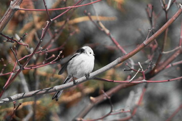 枝にとまるシマエナガ