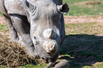 Fototapeta premium Head shot of an eastern black rhino (diceros biconis michaeli)