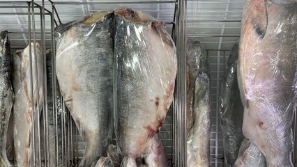 Frozen coho salmon hanging in a display at a seafood market  
