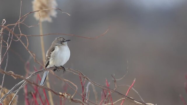 Northern Mockingbird, Mimus polyglottos, perched on twisty branches looks around as light breeze passes for a peaceful winter scene