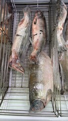 Whole frozen pink salmon on display in supermarket seafood case  