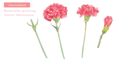 カーネーションの水彩ボタニカルベクターイラスト