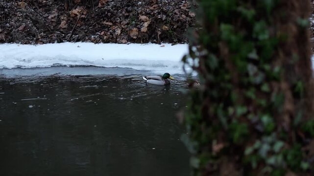 The video shows two ducks swimming across a body of water