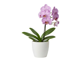 Naklejka premium Moderne Orchidee in schlichtem Topf