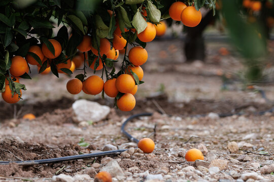 Sistema de riego por goteo en cultivo de naranjos listos para la cosecha, Sellent, Espa&ntilde;a