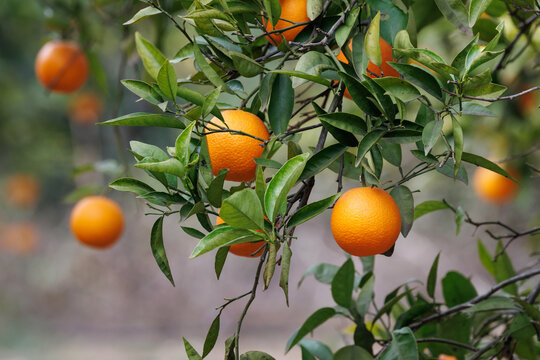 Naranjas maduras en el &aacute;rbol, Sellent, Espa&ntilde;a