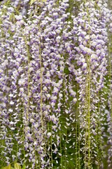 Obraz premium Close up of wisteria flowers in bloom