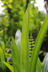 Fototapeta premium Close up image of pandan leaves