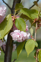 Japanese flowering cherry Kanzan - Latin name - Prunus serrulata Kanzan