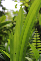Fototapeta premium Pandan leaf background