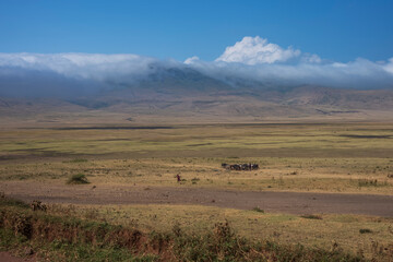 Obraz premium Maasai herders move their cattle through a valley