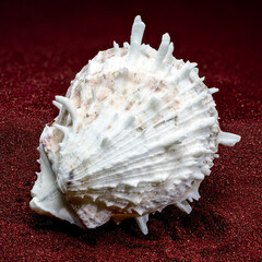 White Thorny Oyster Shell With Sharp Spines On Red Sand © multipedia