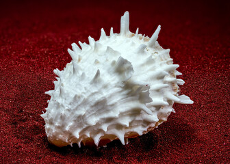 White Thorny Oyster Shell With Sharp Spines On Red Sand © multipedia