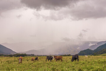 Some cattle grazing in a large grass field in an overcast afternoon, in a farm near the village of La Palma, in the eastern Andean mountains of central Colombia.