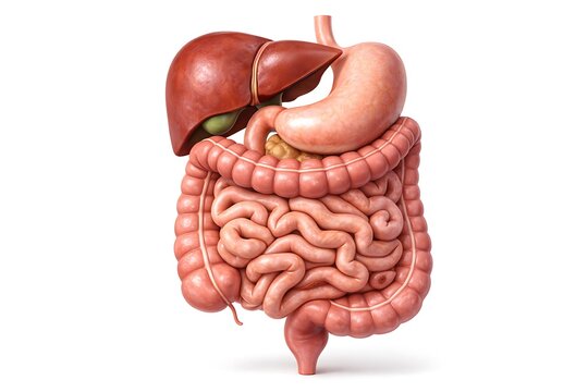 Human Digestive System Anatomical 3D Illustration - Liver, Stomach, Small and Large Intestines isolated on white background.