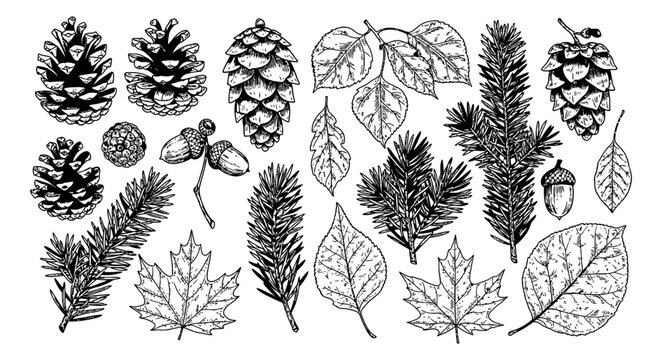 Hand drawn line art autumn nature elements set featuring pine cones, acorns, and various fall leaves for seasonal design projects