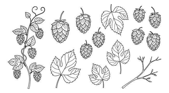 Hand drawn line art hop elements set featuring cones, leaves, and vine for brewing and botanical designs