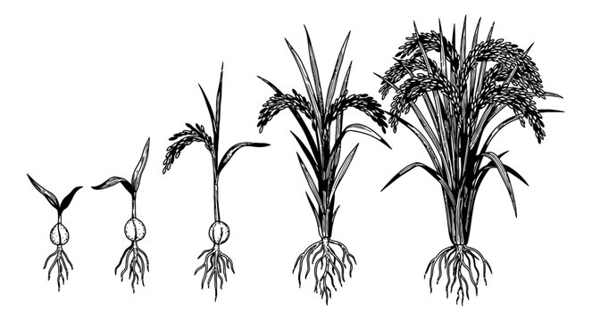 Hand drawn line art rice plant set featuring various growth stages for agricultural education