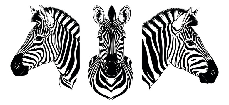 Bold line art zebra head set featuring three distinct illustrations for wildlife-themed projects