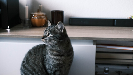 cat on the window © Yanina