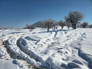 Obraz premium Snowy winter plain with a winding road, clear tire tracks, scattered bare trees, and distant mountains under a bright blue sky. 📍Marivan, Kurdistan 