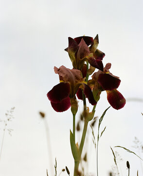 violet iris on film camera 