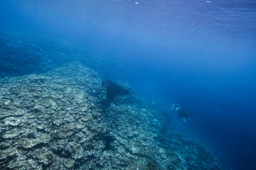 Obraz premium Manta rays gliding over coral reef