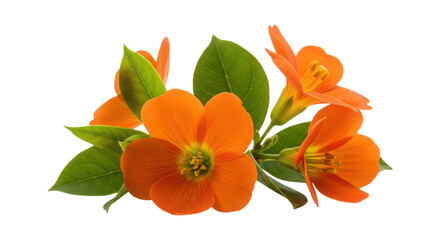 Obraz premium Vibrant orange flowers with green leaves isolated on transparent background blooming plants