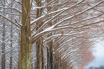 滋賀 メタセコイア並木の雪景色