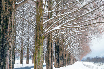 滋賀 メタセコイア並木の雪景色