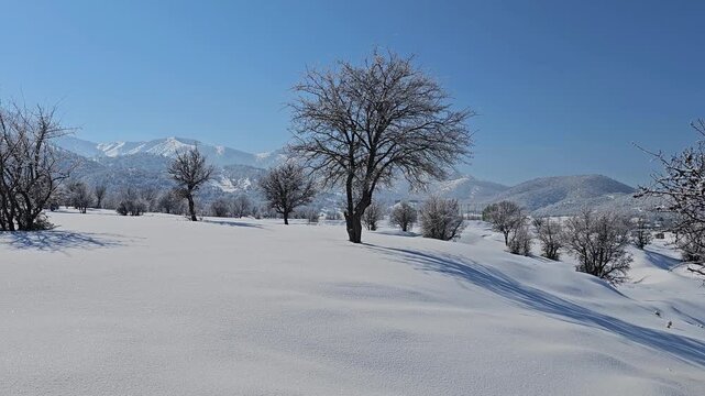 Snow-covered winter landscape with frost-coated leafless trees, soft shadows, and distant hills under a bright blue sky, creating a calm and natural seasonal scene.  
📍Marivan, Kurdistan 