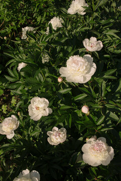 blooming white peonies in June
