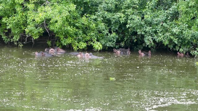 A large pod of common hippopotamuses (Hippopotamus amphibius) gathered and wallowing in the calm waters of Lake Mburo National Park, Uganda