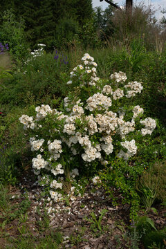 Abundant White Flowers on a Shrub in a Lush Summer Garden