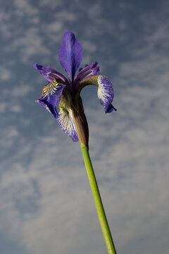 Vibrant Purple Iris Flower Blooming Against a Cloudy Blue Sky