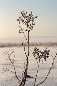 Hoarfrost Adorns a Bare Plant in a Serene Winter Landscape
